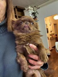 Chihuahua pelo lungo cioccolato occhi verdi