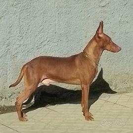 Ultimi cuccioli di Cirneco