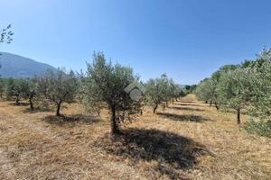 TER. AGRICOLO A SPOLETO