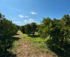 Terreno agricolo a Tortolì