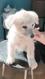 Sono rimasto solo aiutami ad uscire dal canile