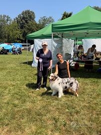 Monta Australian Shepherd pastore australiano