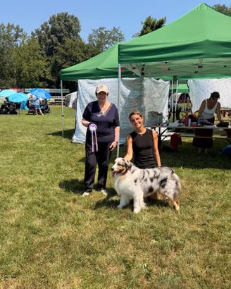 Monta Australian Shepherd pastore australiano
