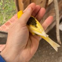 Canarino pezzato (maschio)