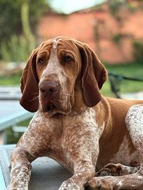 Bracco italiano