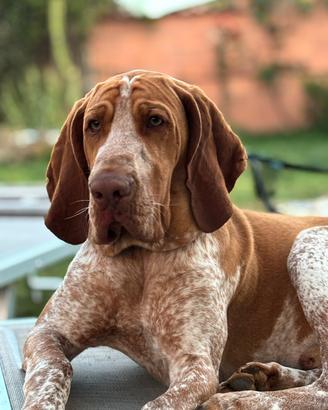 Bracco italiano