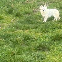 Chihuhua maschio pelo lungo