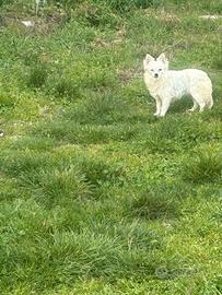 Chihuhua maschio pelo lungo