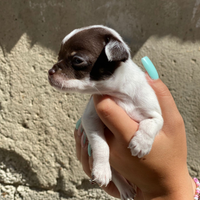 Chihuahua maschio