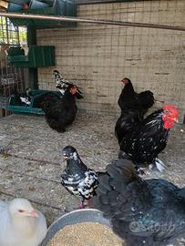 Galline
