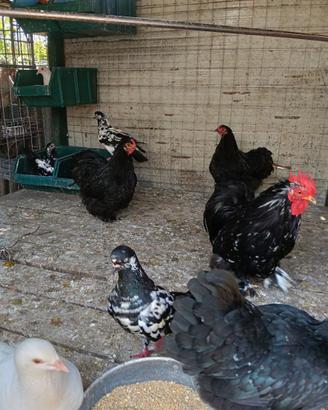 Galline