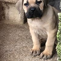 Cuccioli di cane Corso