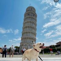 Accoppiamento / monta chihuahua mini