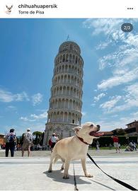 Accoppiamento / monta chihuahua mini