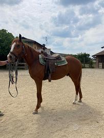 Quarter Horse 2 anni