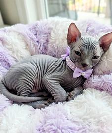 Sphynx cucciola blu pedigree Enfi