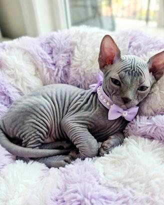 Sphynx cucciola blu pedigree Enfi