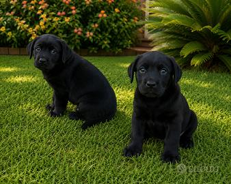 Cuccioli femmine di Labrador neri di 2 mesi