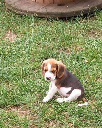 Cuccioli Beagle molto simpatici