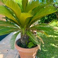 Pianta Cycas in vaso
