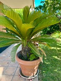 Pianta Cycas in vaso