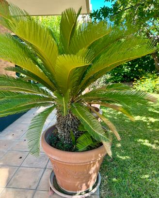 Pianta Cycas in vaso