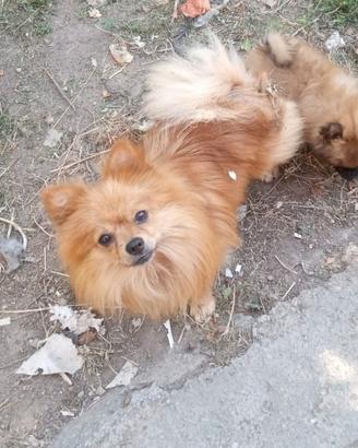 Volpino della pomerania