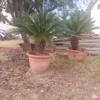 Pianta Cycas