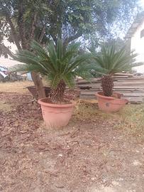 Pianta Cycas