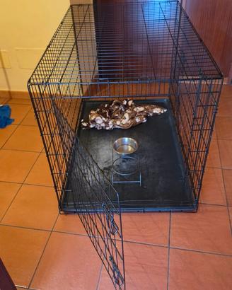 Cuccia x cane