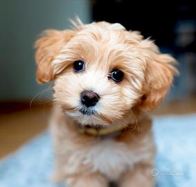 Maltipoo toy