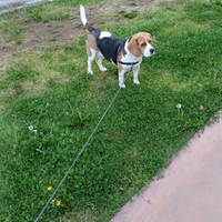 Beagle femmina