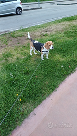 Beagle femmina