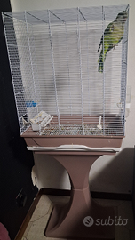 Pappagallo parrocchetto monaco