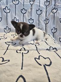 Cucciole di chihuahua