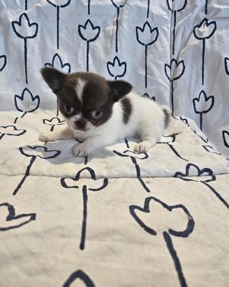 Cucciole di chihuahua