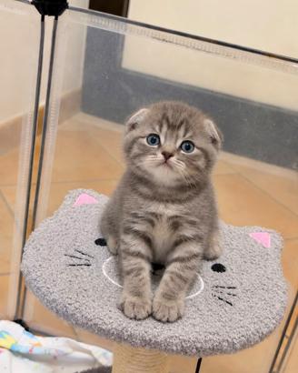 Meravigliosi gattini scottish fold