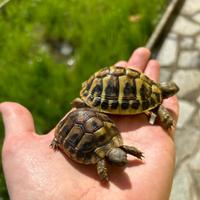Tartarughe di terra Hermanni Certificate