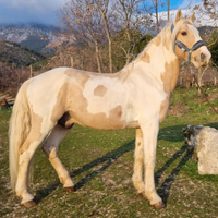 Cavallo castrone