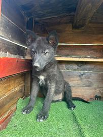 Lupo nero