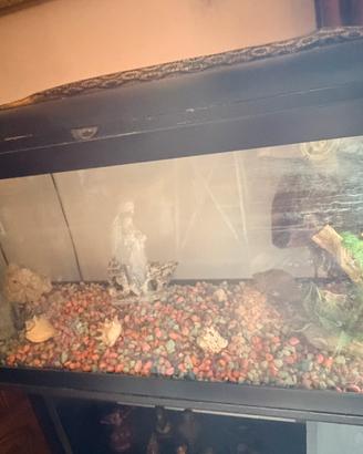 Acquario