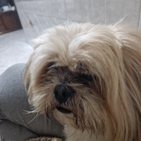 Accopiamenro Lhasa Apso (Shitzu)
