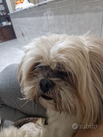 Accopiamenro Lhasa Apso (Shitzu)
