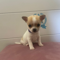Cuccioli di chihuahua