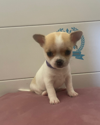 Cuccioli di chihuahua