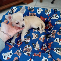 Chihuahua piccola