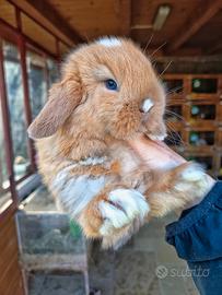 Cuccioli coniglio minilop