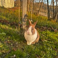 Coniglio nano maschio