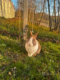 Coniglio nano maschio