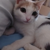 Gattina bianca macchiette colorate 3 mesetti